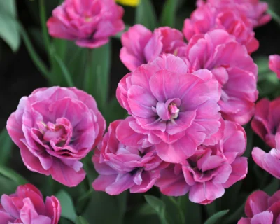Tulp 'Rosy Diamond'
