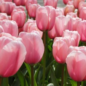 Tulp ‘Salmon Impression’