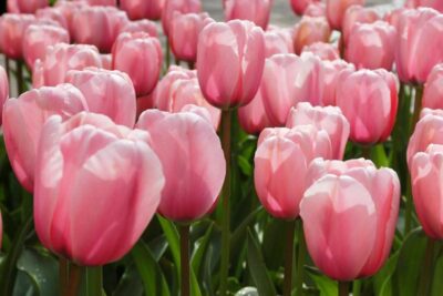 Tulp 'Salmon Impression'
