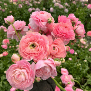 Aasia tulikas ‘Elegance® Pastel Mix’