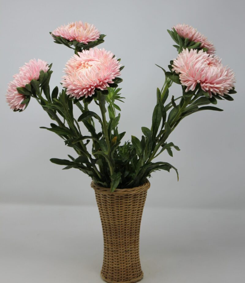 Hiina Aster 'Syringa Gold Salmon' - Image 2