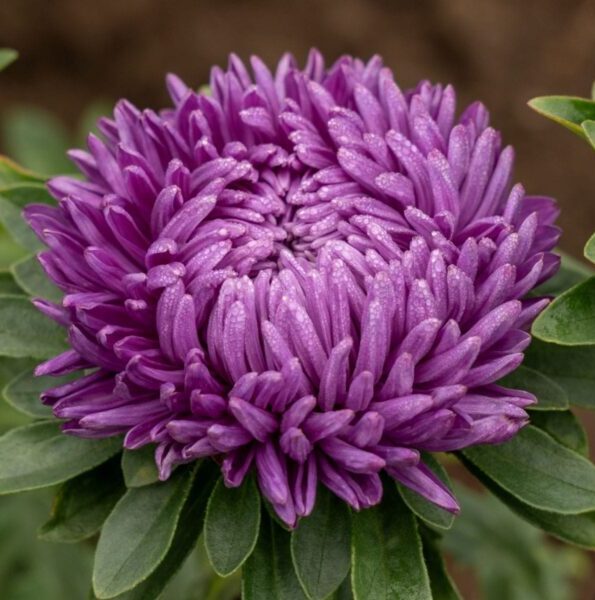 Hiina Aster 'Syringa Violet Blue'