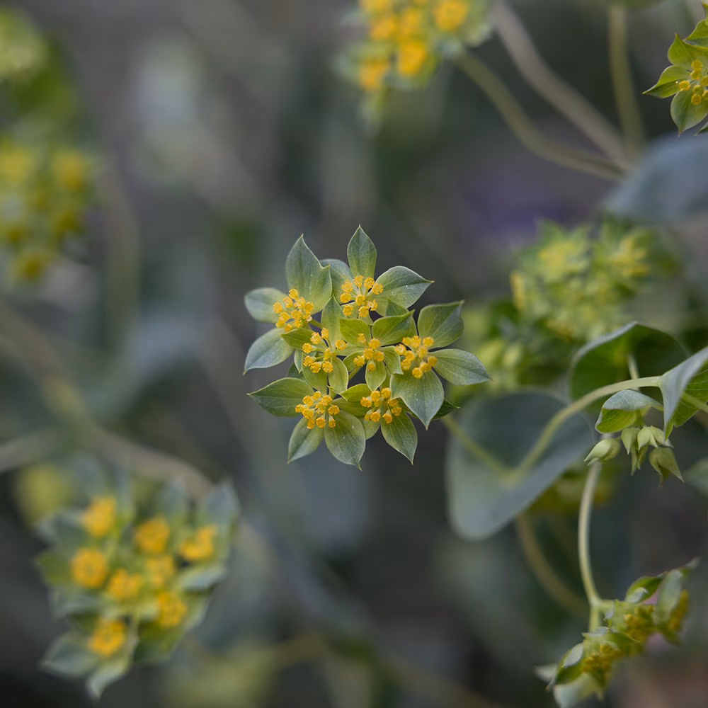 Ümaralehine jänesekõrv 'QIS® Griffitti'
