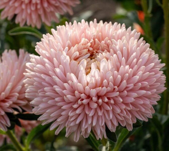 Hiina Aster 'Syringa Gold Salmon'