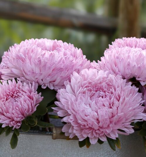 Hiina Aster 'Syringa Light Rose'