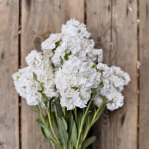 Levkoi ‘Katz White’