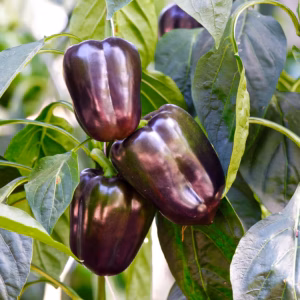 Paprika ‘Violetta’ MAHE